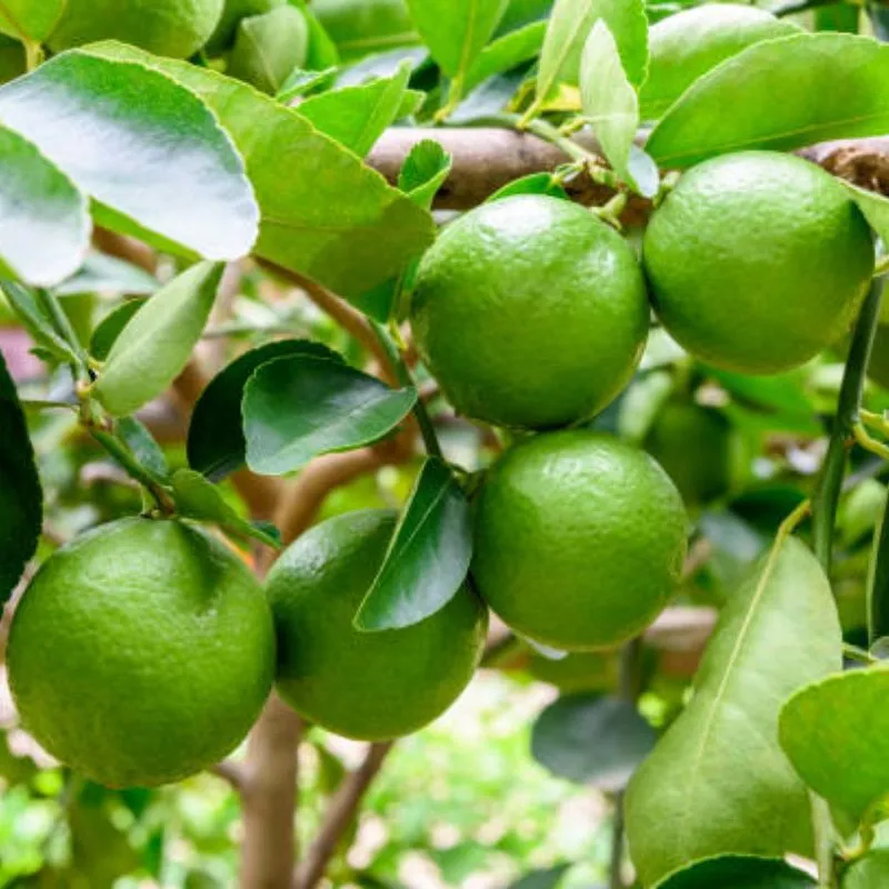 Kagadi Lemon (કાગદી લીંબુ)